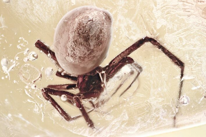Large Detailed Fossil Spider (Araneae) In Baltic Amber #346381